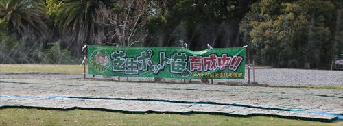 芝生ポット苗づくりボランティアに参加しました! 芝生ポット苗づくりボランティアに参加しました!