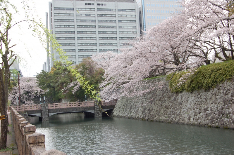 駿府城公園の桜1