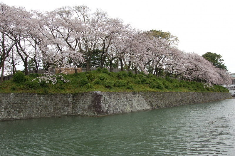 駿府城公園の桜2