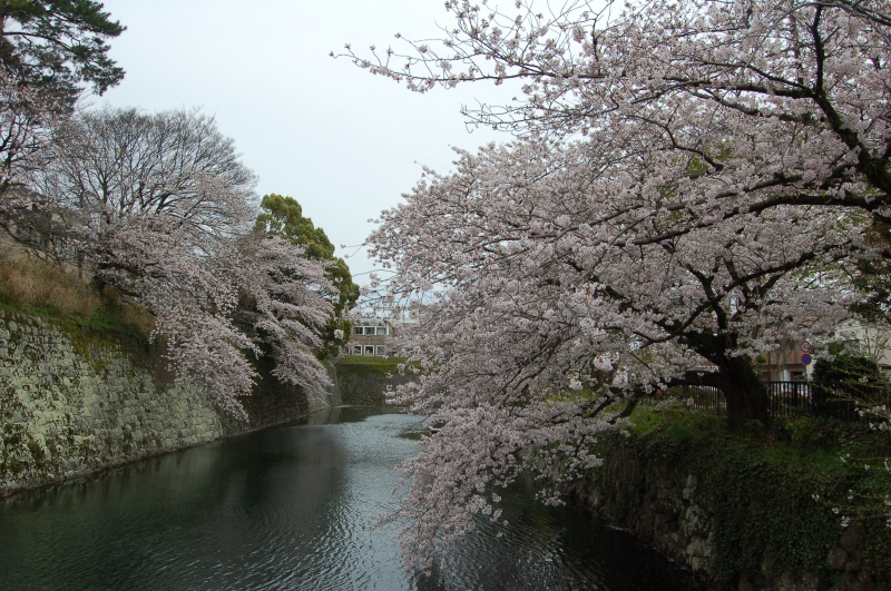 静岡商工会議所 広報室ブログ ４月１０日 駿府城公園の桜