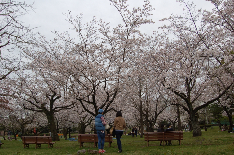 駿府城公園の桜3