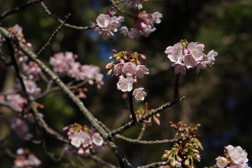 開花情報②　桜