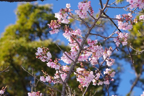 開花情報②　桜