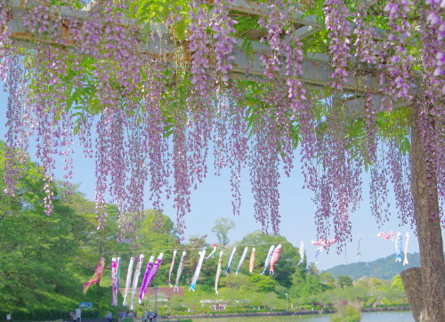 蓮花寺公園の藤