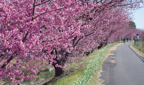 焼津の桜も満開です！【朝比奈川】
