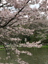やっと春ですね (*^_^*)