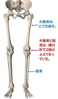 【ランニングと膝】膝の構造についてその①