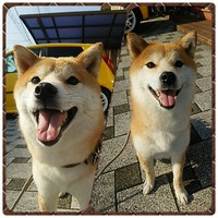 キャハ