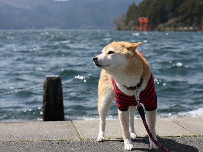 花より団子