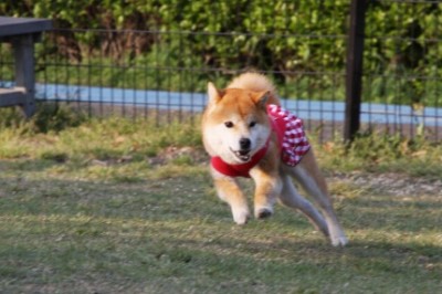 ドッグ・・・