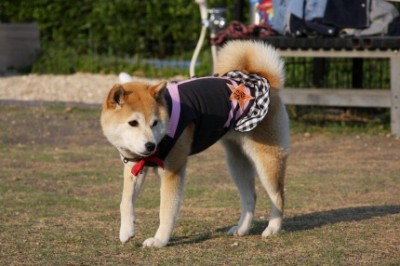 ドッグ・・・