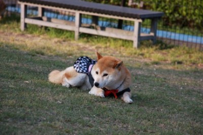 ドッグ・・・