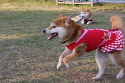 ドッグ・・・
