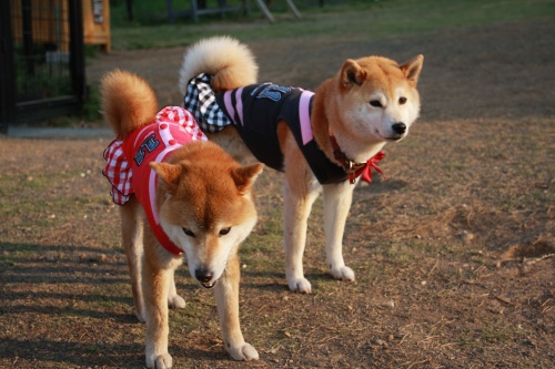 ドッグ・・・