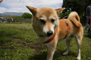 柴犬集合