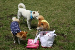 柴犬いっぱい　オヤツの威力