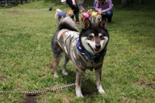 柴犬集合