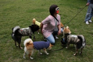 柴犬いっぱい　オヤツの威力