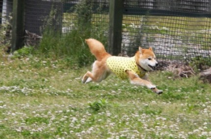 ランランラン