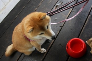 柴犬集合