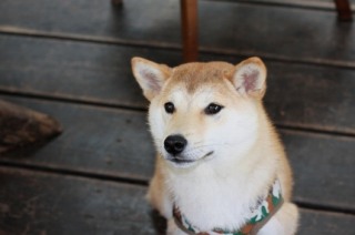 柴犬集合