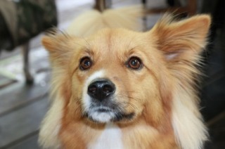 柴犬集合