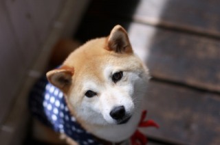 柴犬集合