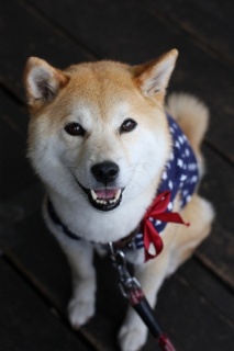 柴犬集合