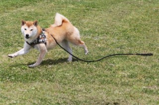 ランランラン