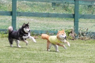 ランランラン