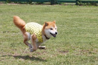 ランランラン