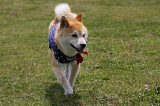 ランランラン