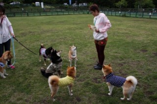 柴犬いっぱい　オヤツの威力