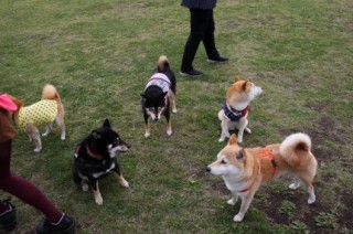柴犬いっぱい　オヤツの威力