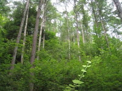 日向山ハイキング