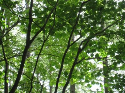 日向山ハイキング