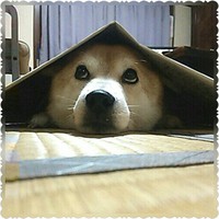笠もみじ