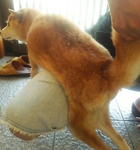 もみ尻きな尻カット