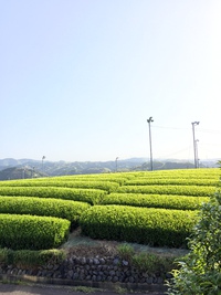 爽快な朝です