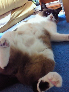 ついつい。