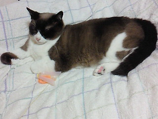 ねむるときも。