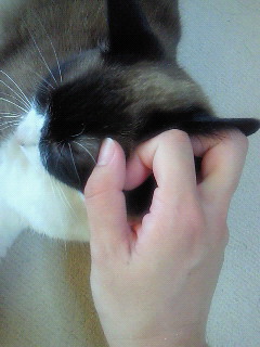 なでポイント。