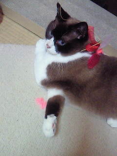今日もごきげん。