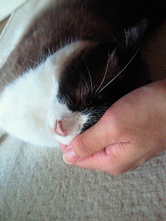 手のひらサイズ。