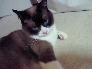 怒り顔。