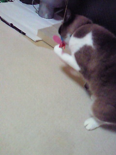2代目とんぼ。
