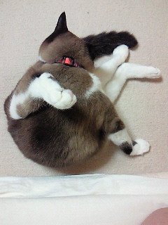 うえから。