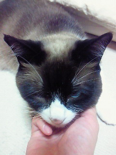 ごろごろ。