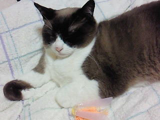 ねむるときも。