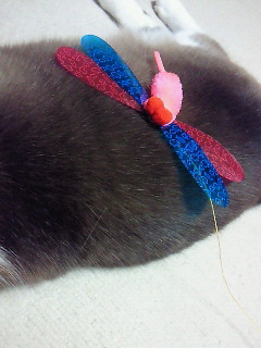 2代目とんぼ。